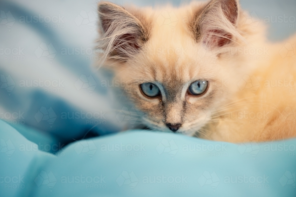 Young white kitten with vibrant blue eyes - Australian Stock Image
