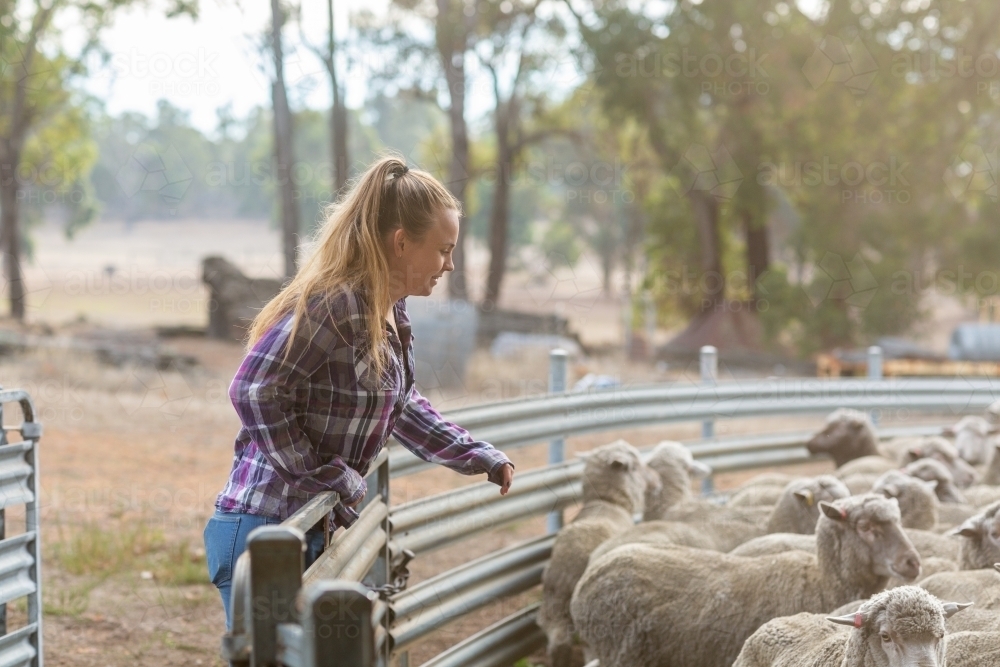 Young woman on farm with sheep - Australian Stock Image