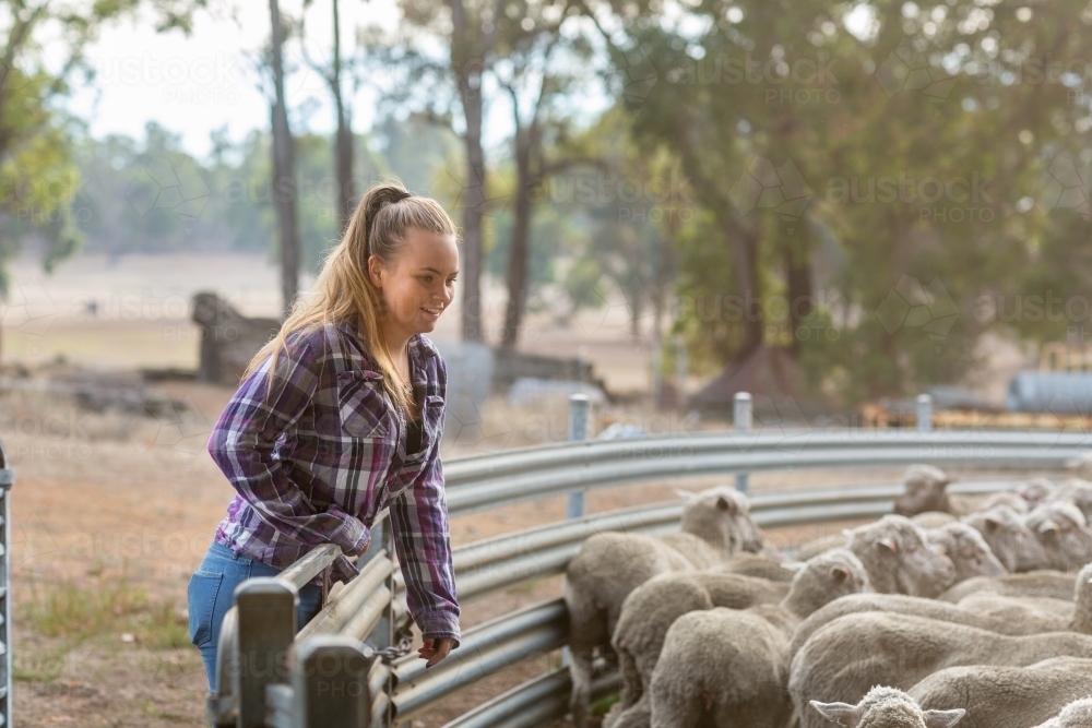 Young woman on farm with sheep - Australian Stock Image