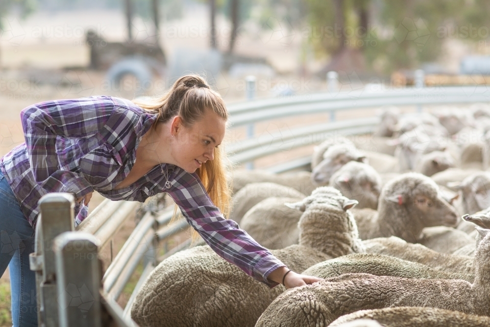 Young woman on farm with sheep - Australian Stock Image