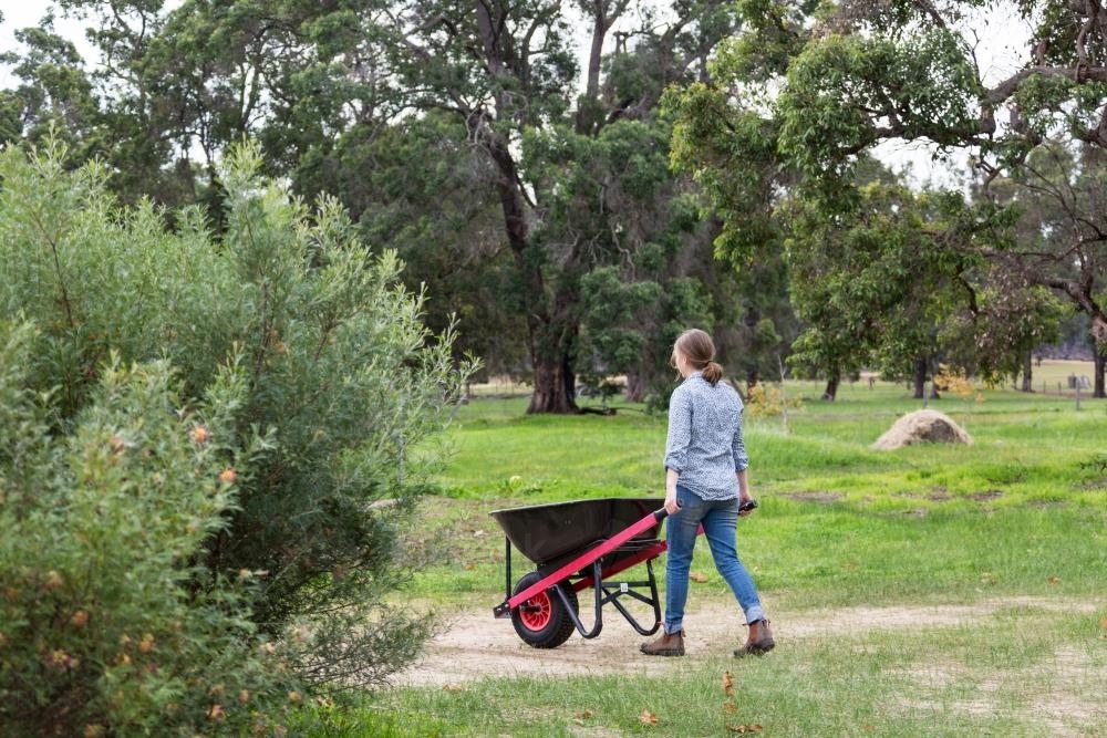 Young woman pushing a wheelbarrow in a yard with green grass - Australian Stock Image