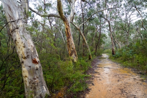 Wet bush track during the rain in the Blue Mountains