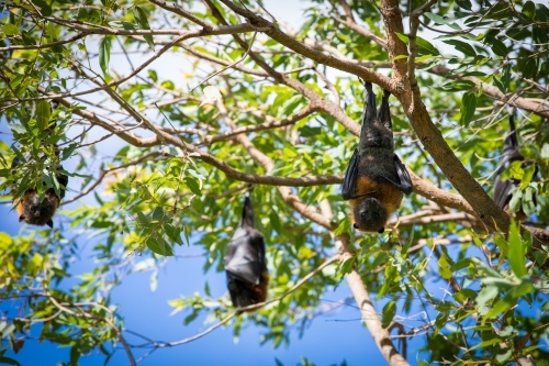 Three fruit bats hanging out in a tree with two looking at camera and one wrapped inside its wings - Australian Stock Image