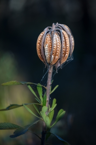 Seedpods of the NSW Waratah