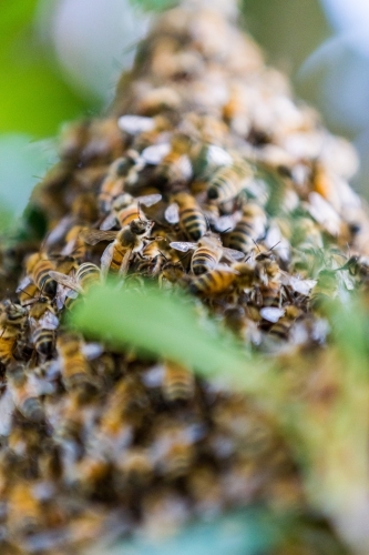 Closeup of Honey Bees swarming in a tree forming a hive - Australian Stock Image