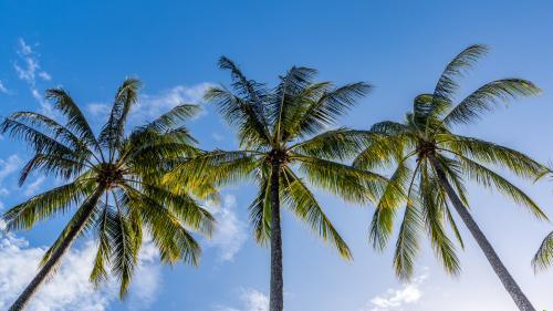 3 Palm Trees with Blue sky - Australian Stock Image