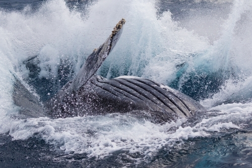 40 ton splash as breaching humpback hits the water - Australian Stock Image