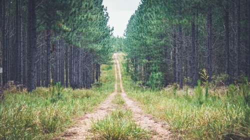 4WD track through the pine forest - Australian Stock Image