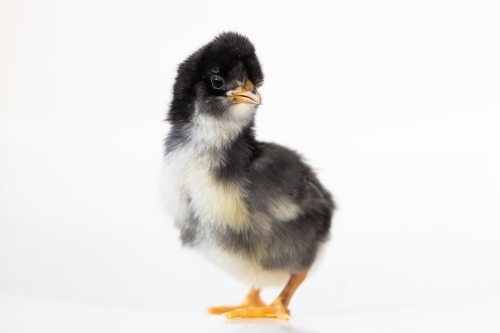 A baby chick with a white back ground - Australian Stock Image