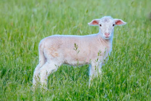 A baby lamb and its mother on a warm spring afternoon near Daylesford in Victoria, Australia - Australian Stock Image