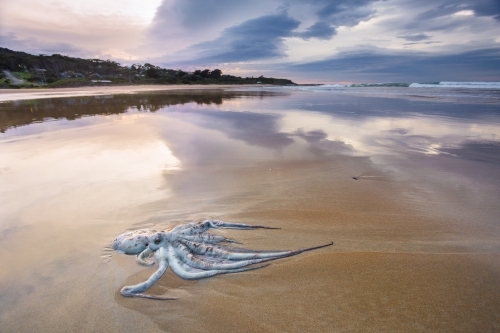 A beached octopus lying on the sand under a stormy sky