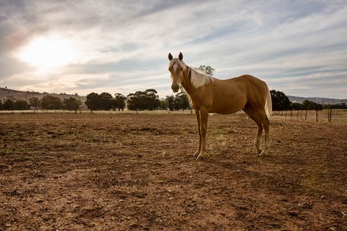 A beautiful young horse standing in a paddock at sunset