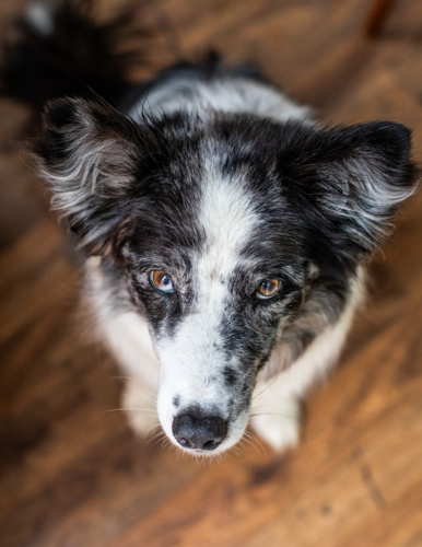 A black and white koolie dog looking up - Australian Stock Image