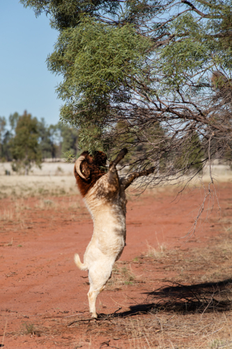 A boer goat buck standing to reach tree foliage - Australian Stock Image
