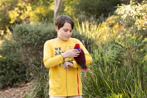 A boy holding an australian red and blue female eclectus parrot, the parrot is wearing a harness and - Australian Stock Image