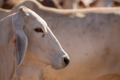 A brahman cow in the yards - Australian Stock Image