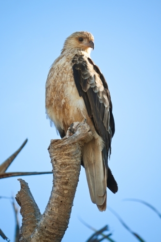 A brahminy kite sitting alert on the top branch of a tree - Australian Stock Image