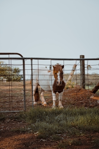 A brown and white pony standing behind a gate on a farm - Australian Stock Image