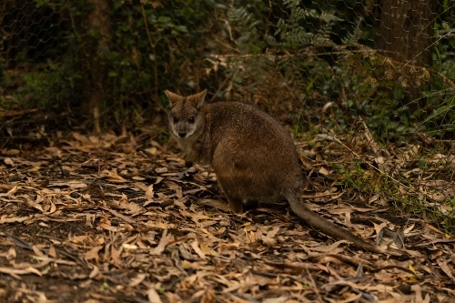 A brush tailed rock wallaby the animal emblem of Australian capitol territory and vulnerable animal - Australian Stock Image