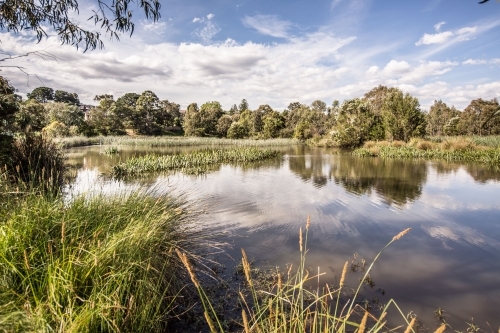 A calm lake surrounded by trees and tall grass - Australian Stock Image