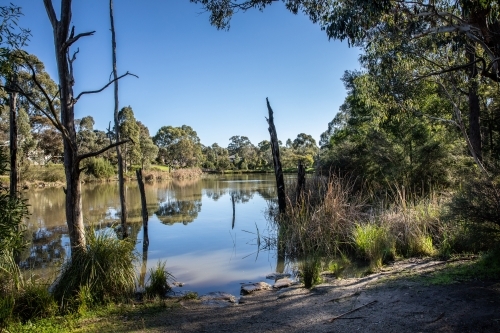 A calm lake surrounded by trees and tall grass - Australian Stock Image