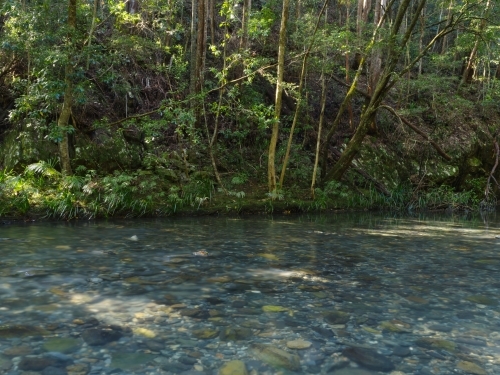 A calm river surrounded by grass and trees with visible rocks at the bottom - Australian Stock Image