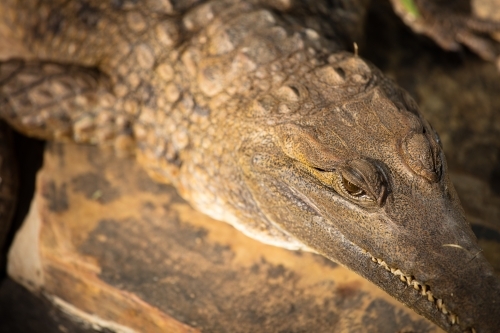 A captive freshwater crocodile's head basking on rock - Australian Stock Image