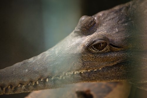 A captive freshwater crocodile's head basking on rock - Australian Stock Image