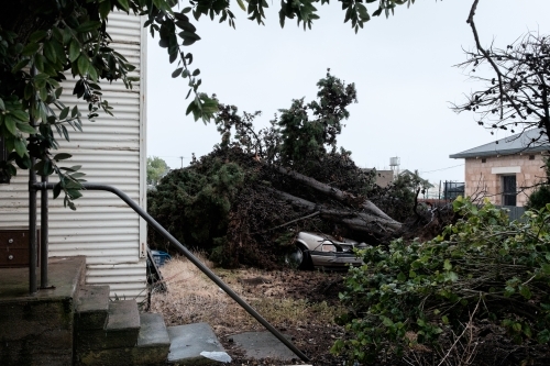A car is unexpectedly crushed by a tree during a storm - Australian Stock Image