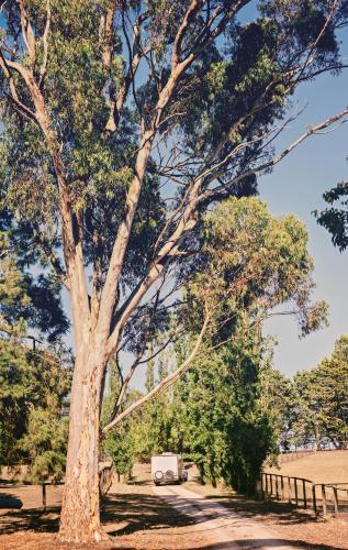 a caravan on a rural track, with tall gum trees - Australian Stock Image