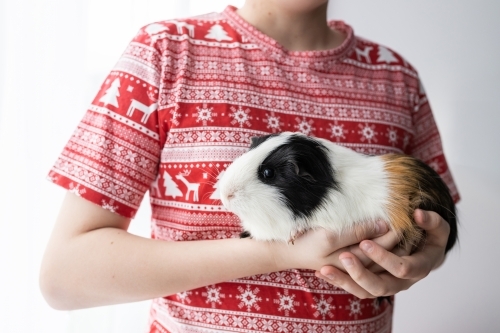 A child wearing a Christmas t-shirt holding a guinea pig cavy (Cavia porcellus) - Australian Stock Image