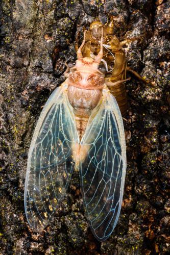 A cicada displays lovely pink and aqua colours with gold glints when it emerges from the old shell - Australian Stock Image