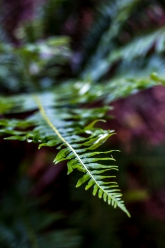 A close up of a fern frond in soft dappled light - Australian Stock Image