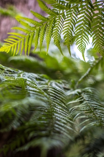 A close up of a fern frond in soft dappled light - Australian Stock Image