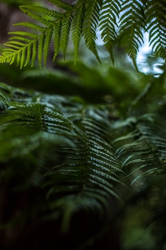 A close up of a fern frond in soft dappled light - Australian Stock Image
