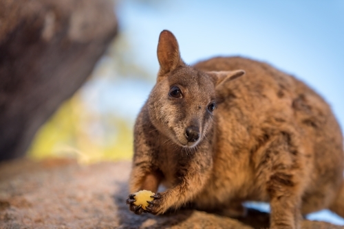 a close-up of a rock wallaby looking at the camera while holding a small piece of food - Australian Stock Image