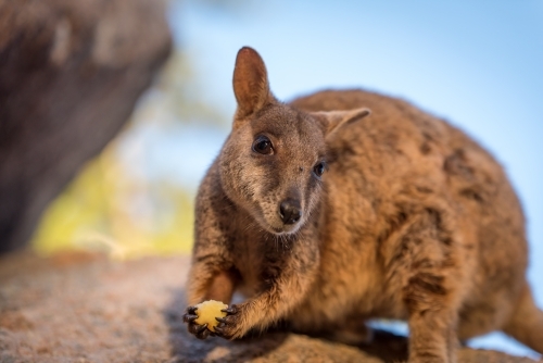 a close-up of a rock wallaby looking at the camera while holding a small piece of food - Australian Stock Image