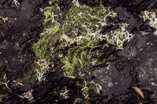 A close-up of dark rocky surface with green and white algae or seaweed. - Australian Stock Image