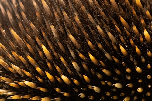 A close up shallow depth of field macro photo of the hair and quill spines of an Australian monotrem - Australian Stock Image