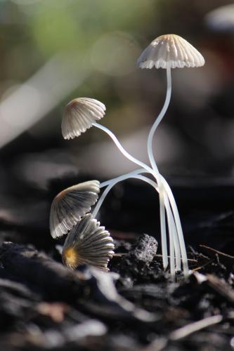 A Cluster of Delicate Fungi take a bow as the Sun Rises - Australian Stock Image