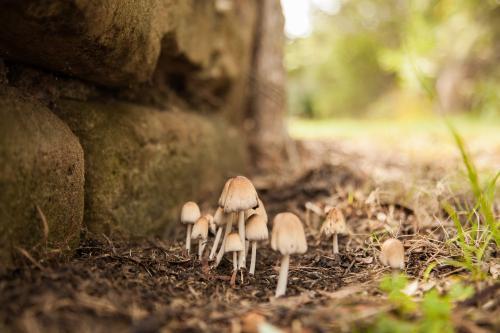 A cluster of fungi growing beside the garden edging - Australian Stock Image