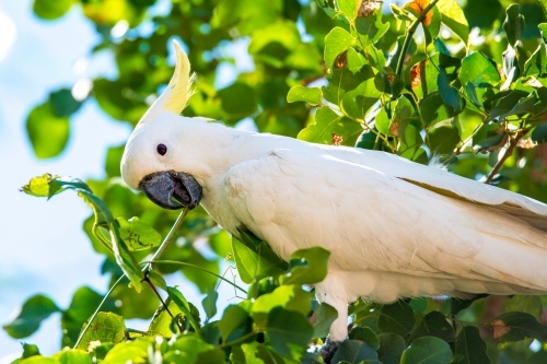 A cockatoo perched on a tree branch - Australian Stock Image