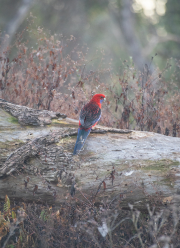 A colourful crimson rosella bird on an old tree log - Australian Stock Image