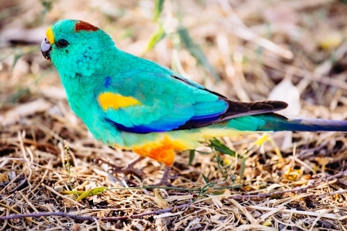 A colourful male Mulga Parrot walks along the grassy ground in search of food. Northern Territory. - Australian Stock Image