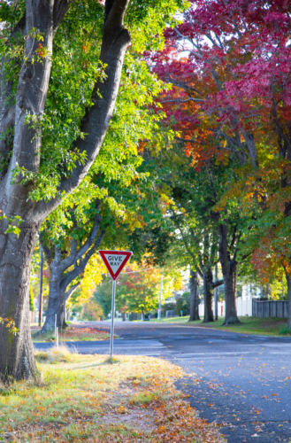 A country bitumen road with a giveway sign and autumn trees - Australian Stock Image