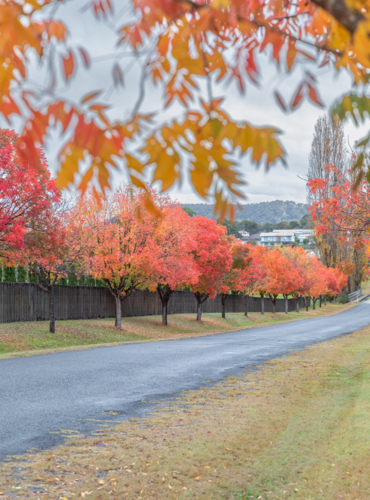 A country road framed by autumn foliage - Australian Stock Image