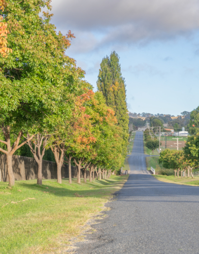 A country road lined with trees showing signs of autumn - Australian Stock Image
