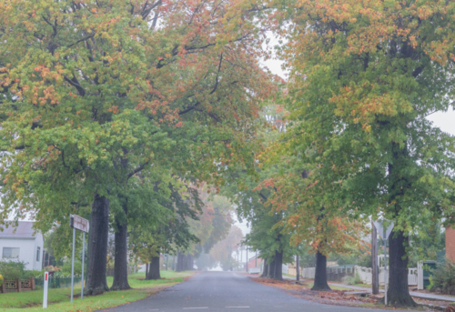 A country road under an avenue of trees with autumn foliage - Australian Stock Image