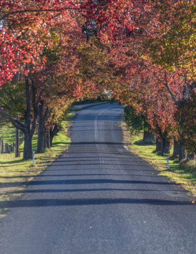 A country road under an avenue of trees with autumn foliage - Australian Stock Image
