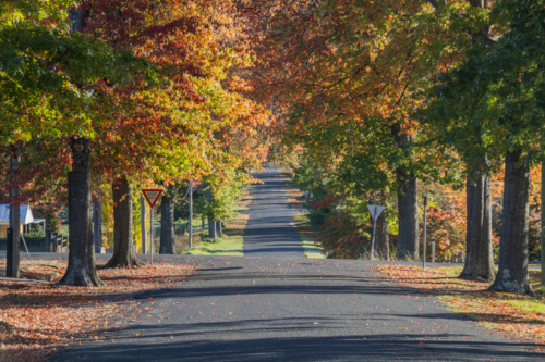 A country road with an avenue of autumn trees - Australian Stock Image